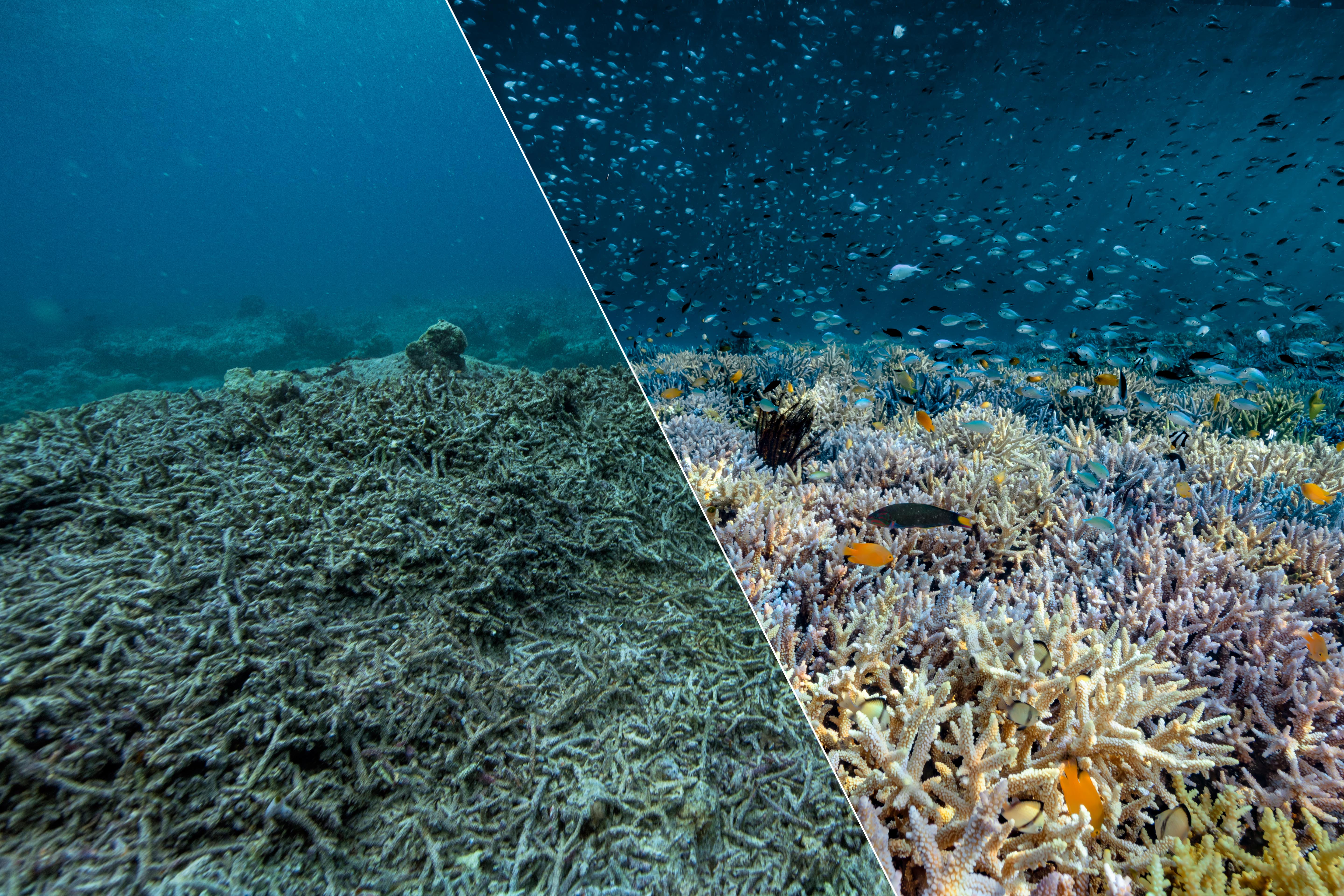 Before and after coral reef restoration in Indonesia