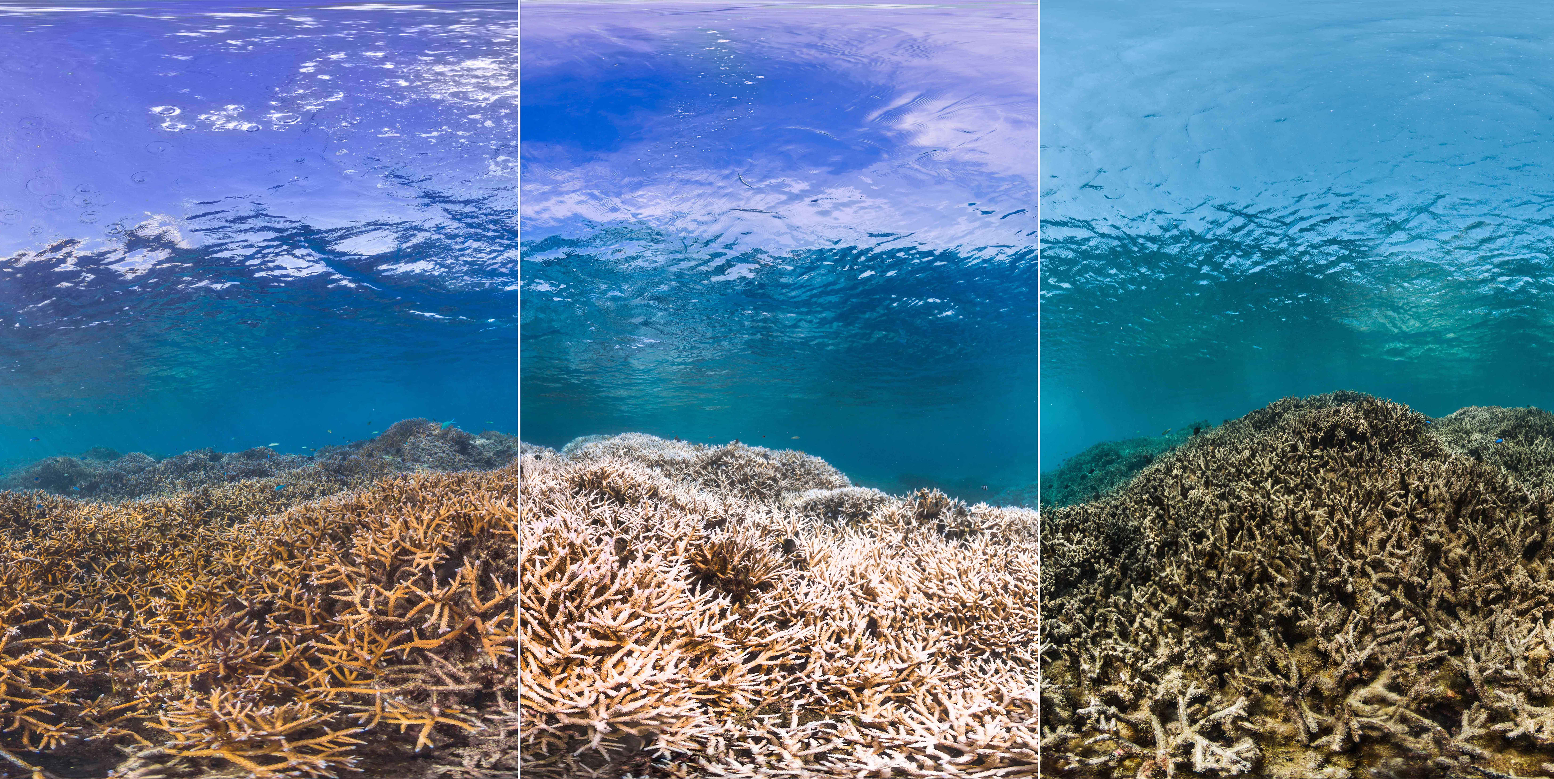 Before, during, and after coral bleaching in American Samoa.