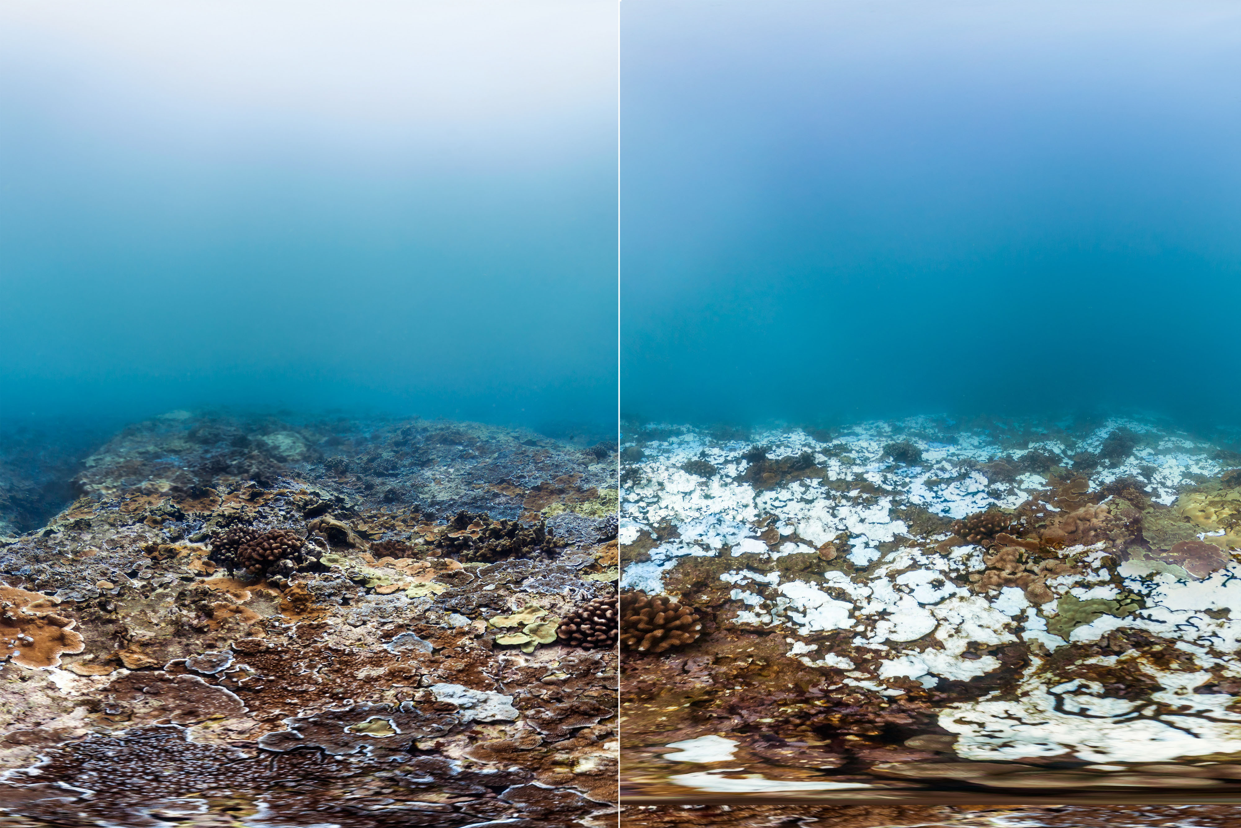 Before, and after coral bleaching in Hawaii.