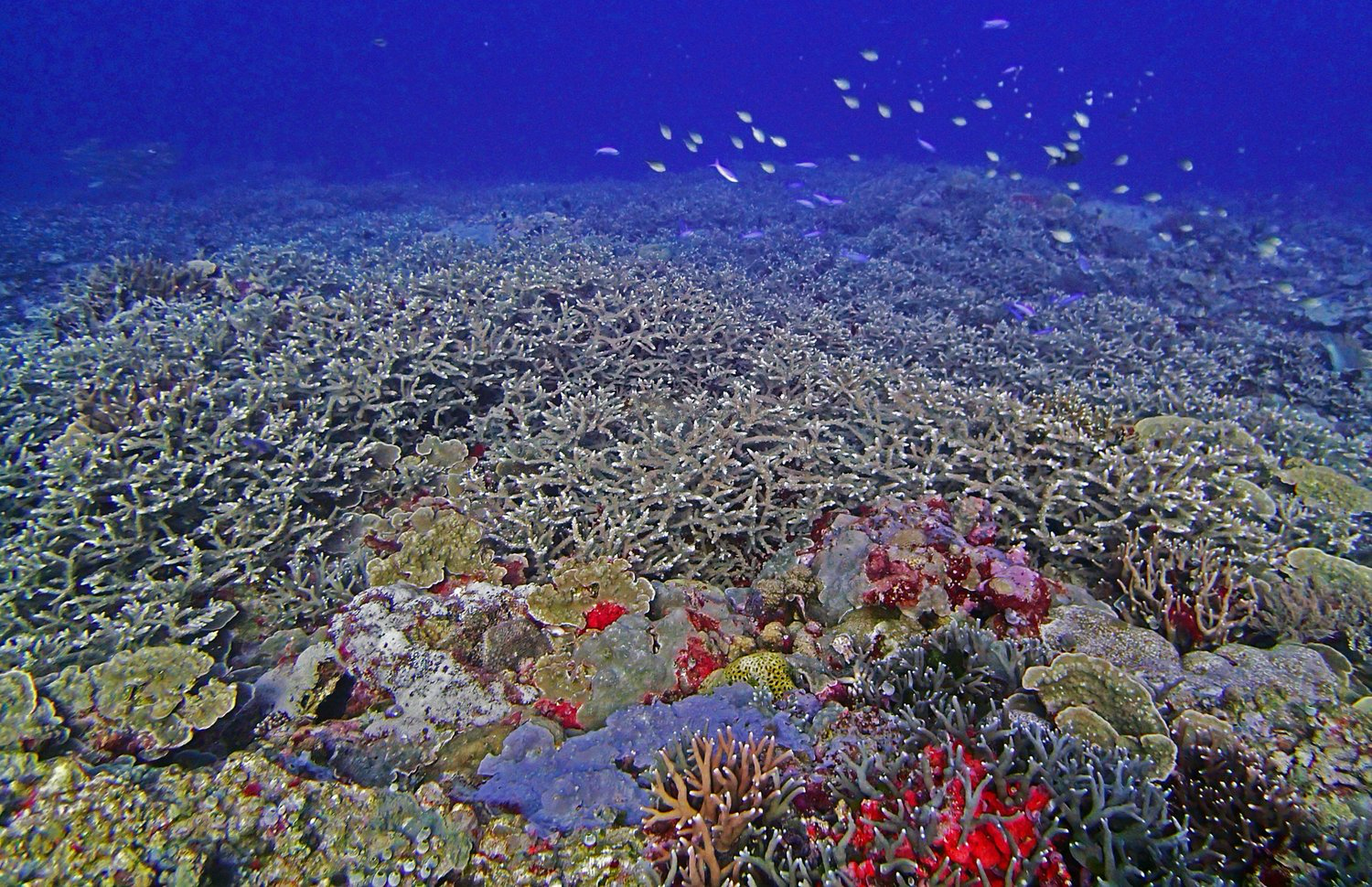 Coral reef with high cover and vibrant colors