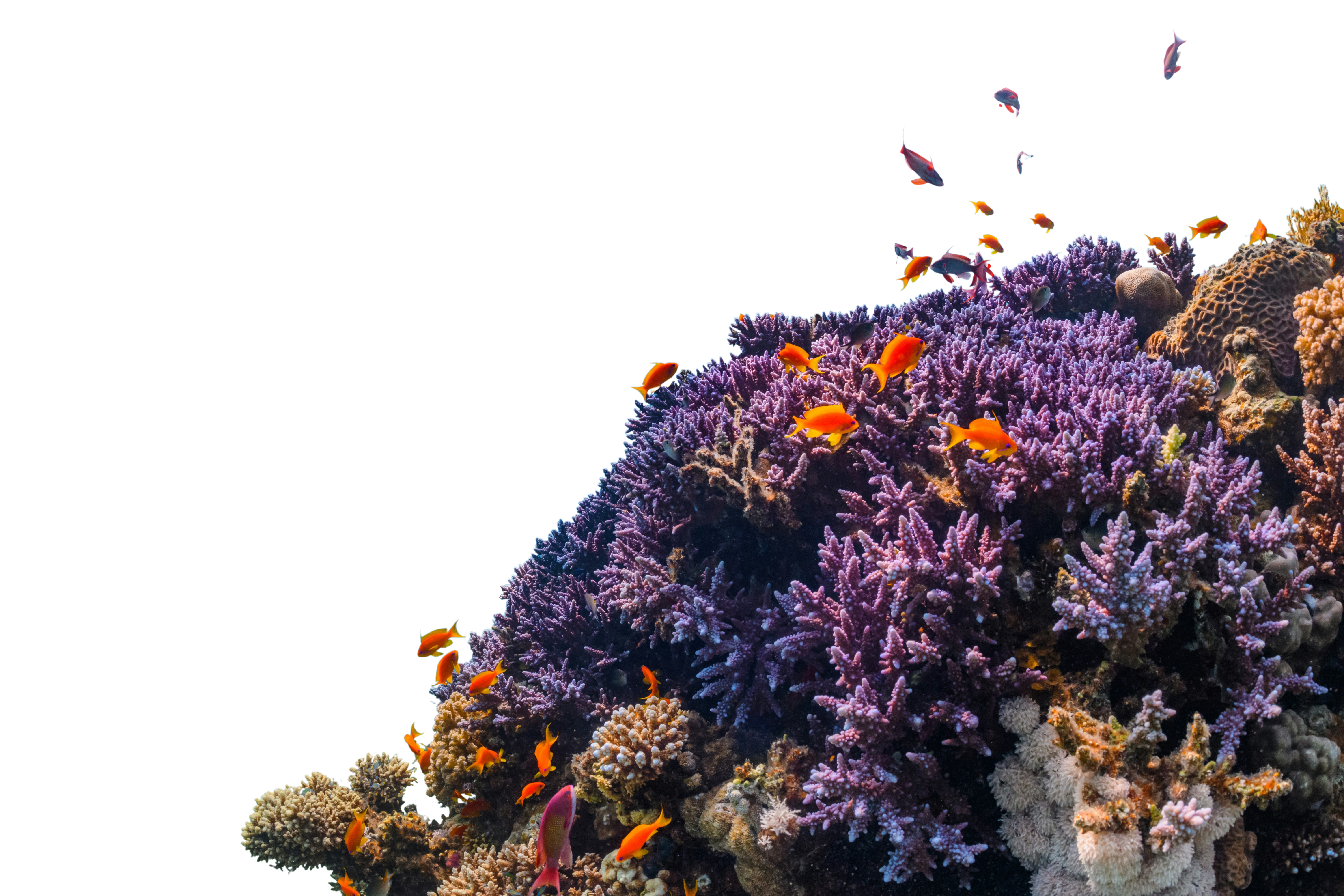 Image of coral reef