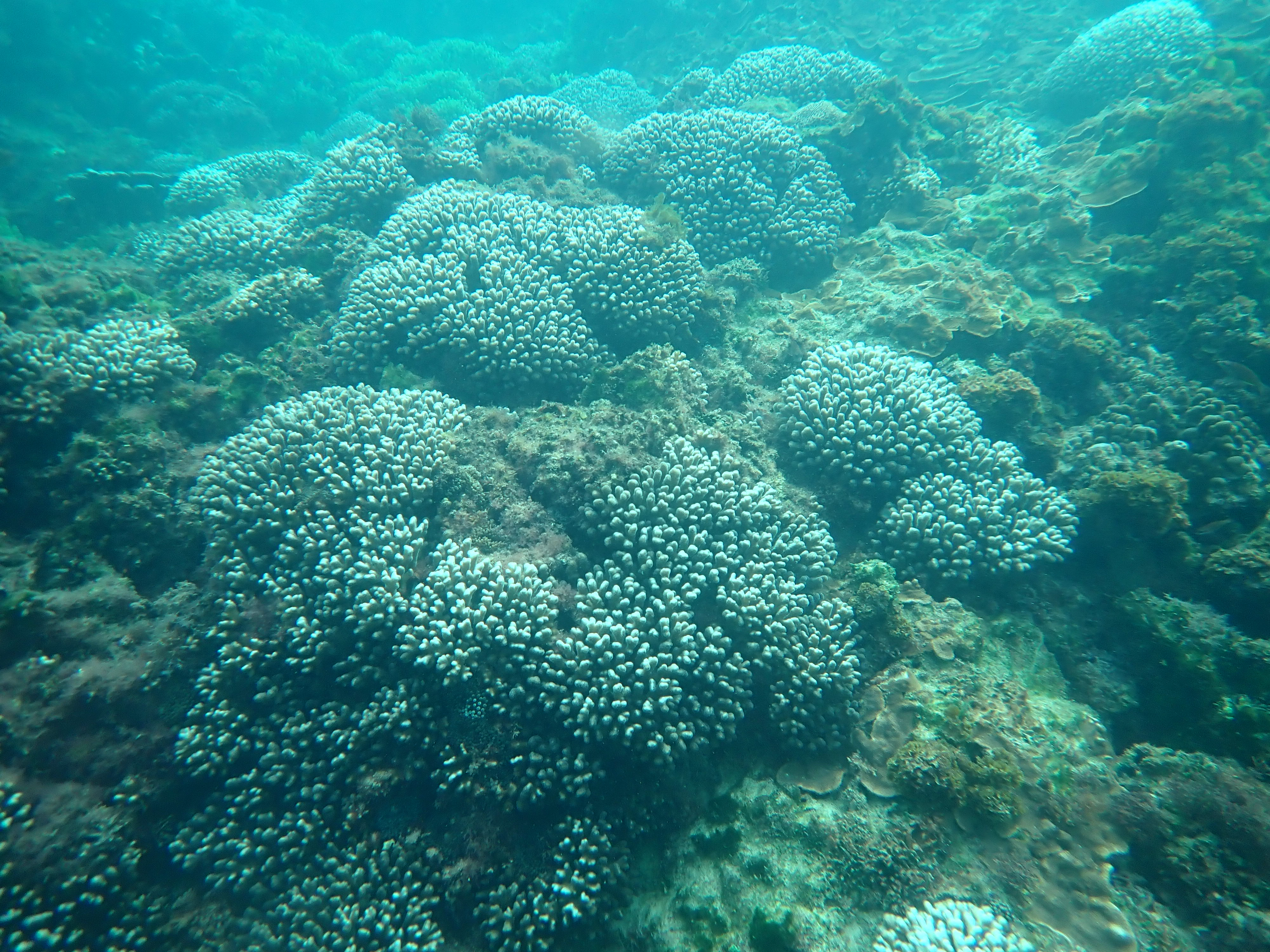 Coral reef with low cover and bleached corals